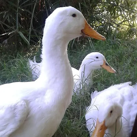 Lüks kamp alanı Camping Bay Efetto *
